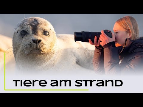 Harbor seals, grey seals and more - wildlife photography on the beach