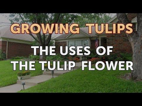 How to Plant Tulips Outside After They Bloom in Pots