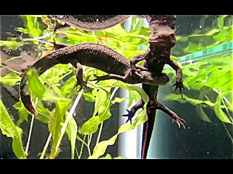 Cynops pyrrhogaster — japonský mlok v akváriu