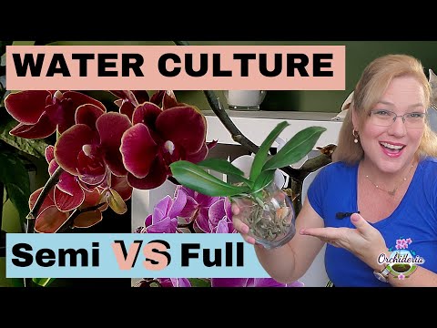 Semi Water Culture and Full Water Culture: What's the Difference?