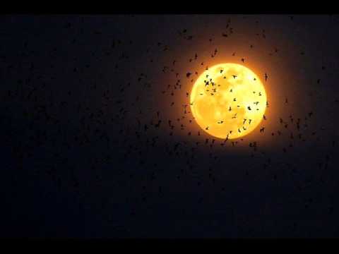 Tonkproject - Forever (Original Mix)