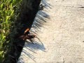 Tarantula Hawk Wasp vs Tarantula 