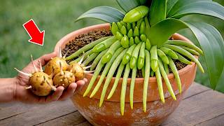 Just one thin slice per week! Instantly your orchid will produce 500% more flower branches