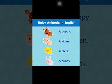 Baby Animals English #teach #aprende #english #idiomas #language #learning #native #speakers