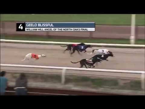2018 WILLIAM HILL ANGEL OF THE NORTH FINAL - T4 GEELO BLISSFUL