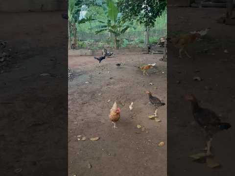 Dia lindo aqui em São Miguel do Guaporé #Rondônia