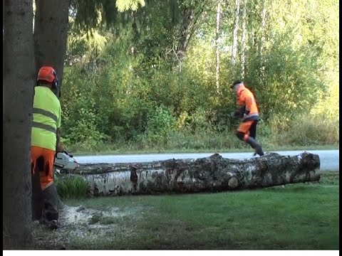 Meinas kuski jäähä puun alle