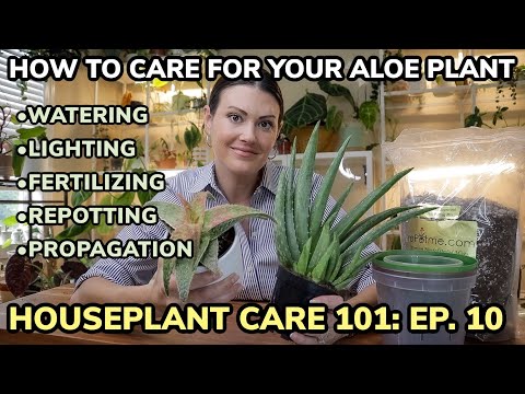 , title : 'Houseplant Care 101: Aloe Vera Plant Care - Aloe Plant Watering, Feeding, Repotting & Propagation'