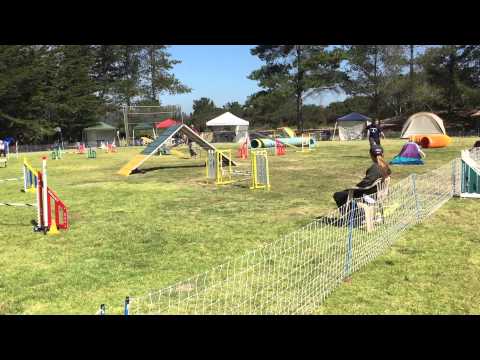 Tracy and Quimblee - Advanced Standard