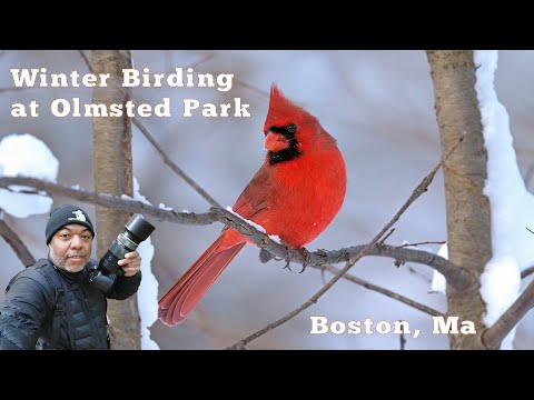 Winter Birding at Olmsted Park in Boston, Ma.