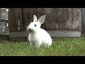 Baby Bunnies Hopping Around and Munching On Kale Will Make You Smile