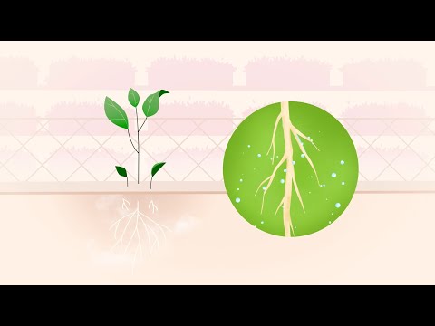Growing plants with sound - how LettUs Grow use ultrasonics in aeroponic growing systems