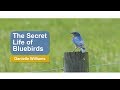 The Secret Life of Bluebirds