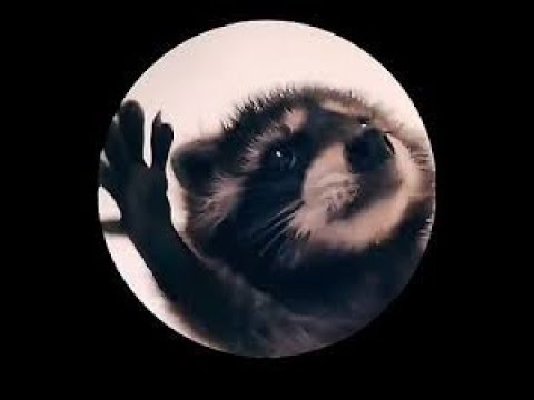 Raffaella Carrà - Pedro (Total Balance & Lewii Remix)