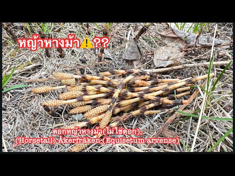 ดอกหญ้าหางม้า(ไม่ใช่ดอก),(Horsetail) Åkerfräken (Equisetum arvense)