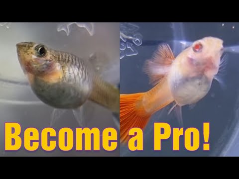 LEARN When GUPPY Fish is about to give birth (Detailed with Sample)95% Prediction