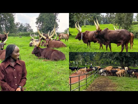 , title : 'A DAY WITH THE MOST UNIQUE COWS IN AFRICA / INYAMBO COWS'