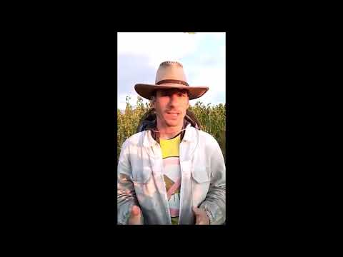 A darázscsípés tünetei és kezelése