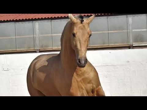 SOLD! Ibaco PRE stallion 2014 piro free