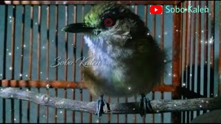 Download lagu Burung peladuk semak jantan cingcoho gacor mp3