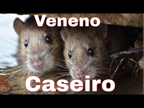 📣 Veneno pra matar RATOS🐀e baratas 🪳