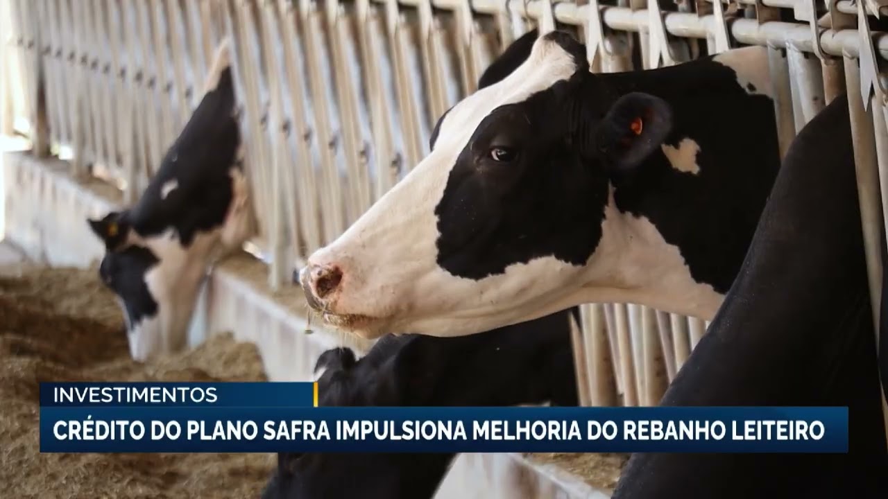 Crédito do Plano Safra impulsiona melhoria do rebanho leiteiro