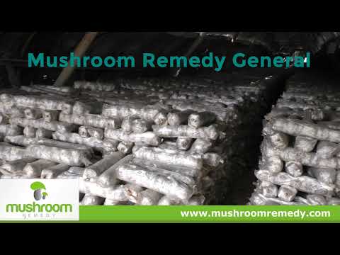 Mushroom Remedy | Liver