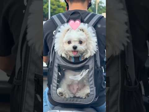 ให้อภัยน้องหมาดีไหมเนี้ย #comedy #funny #ตลก #shorts