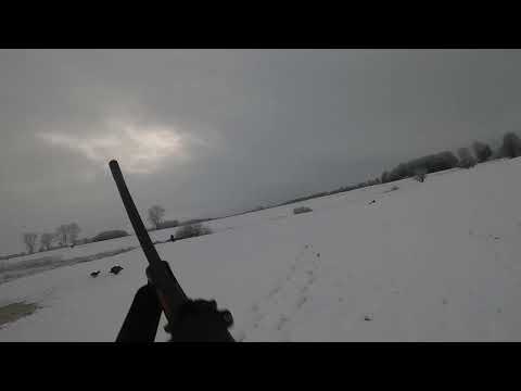 Drevjakt Polen 2023, ont om vildsvin och kronvilt