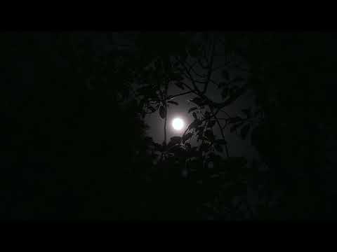 Full Moon at Night on the Background of Silhouettes of Tree Branches - Fee Stock Footage