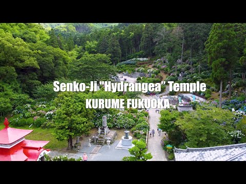 【4K】FULL BLOOM WALK AT Senko-Ji "Hydrangea" Temple / Kurume, Fukuoka