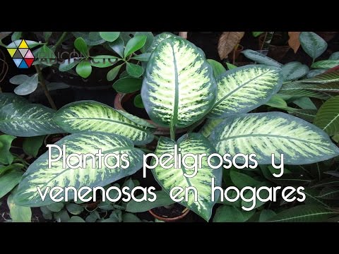 , title : 'Plantas peligrosas y venenosas en hogares'