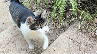 喜んで付いて来てくれる人懐っこくてかわいい猫ちゃん