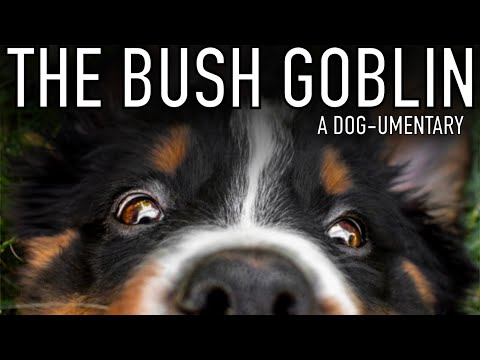 The Bush Goblin Dog-umentary 🌿 | Funny Bernese Mountain Dog Puppy Is Obsessed With Bushes