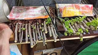 ریشه زدن در پوست کاجنتایج در ۲ هفتهویدیو دوباره آپلود میشه