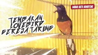 Download lagu Murai batu NEMBAK Lovebird Gereja tarung masteran GACOR mp3 Download lagu Murai batu NEMBAK Lovebird Gereja tarung masteran GACOR mp3