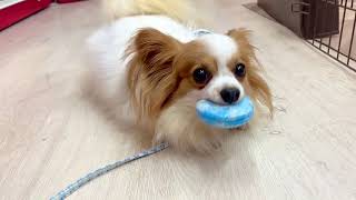 パピヨンの動画03