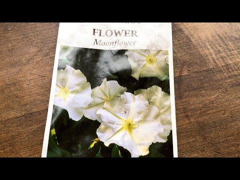How I Grow Moonflowers from Seed