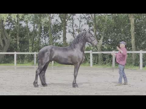 Stal Okkema's Herryt - Tsjalle x Fetse - stallion - 2018 - 1.66