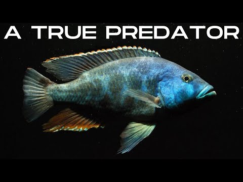 Nimbochromis Livingstonii - A Problematic Fish?