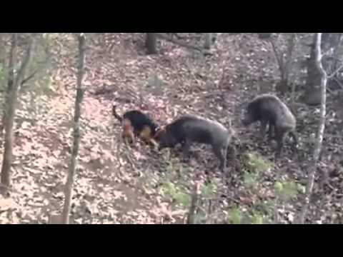 Hunting dog vs Wild boar