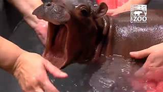 Baby Hippo Fiona - Episode 2 The Struggle - Cincinnati Zoo