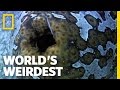 Worlds Weirdest - Sea CUCUMBER Fights with Guts.