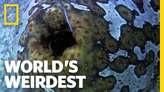 World's Weirdest - Sea Cucumber Fights with Guts (Literally)