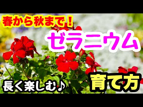 開花ゼラニウム 秋目的 部分的に日当たりの良い場所