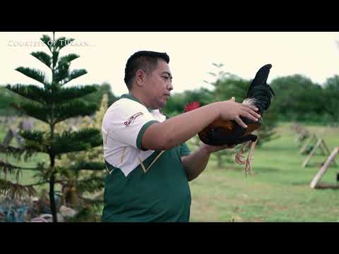 FARM VISIT: DART YELLOW LEGGED HATCH of Mr. DINO MONTEMAR