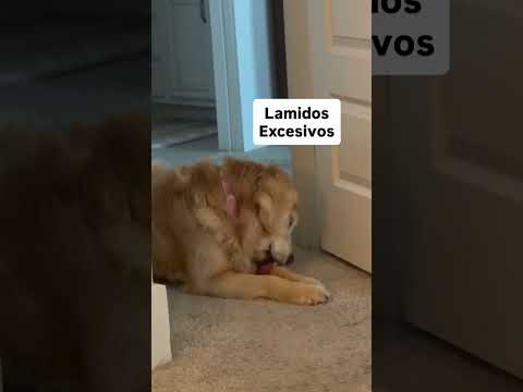 Esos momentos tan difíciles de acompañar y donde más nos necesitan nuestros perros❤️‍🩹