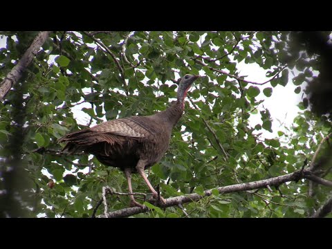 Wild Turkeys In Trees