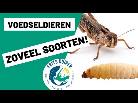 Reptielen voer, voedseldieren | Sprinkhanen, krekels, kakkerlakken en meer