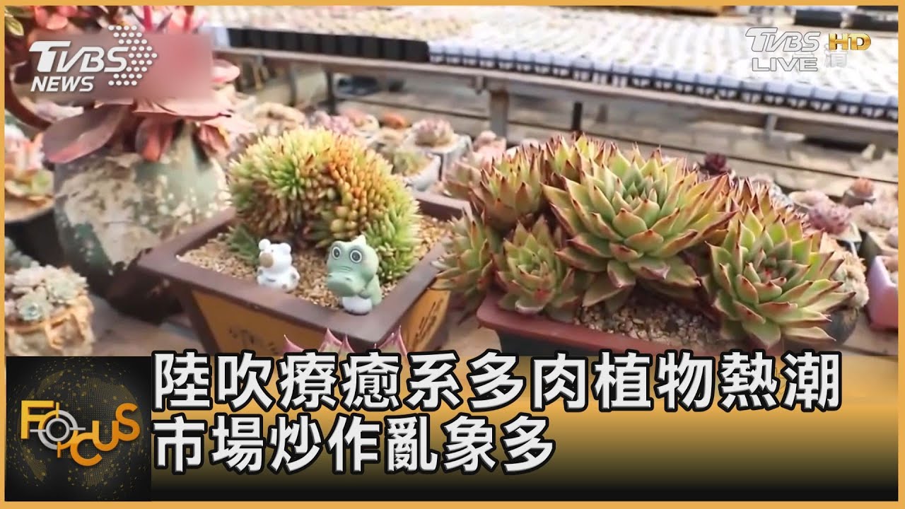 瘋養療癒系「小鮮肉」炒熱中國大陸多肉植物市場